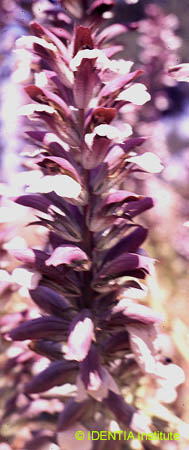 Acanthus mollis