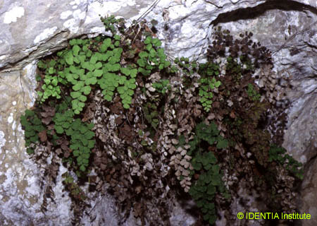 Adiantum capillus-veneris
