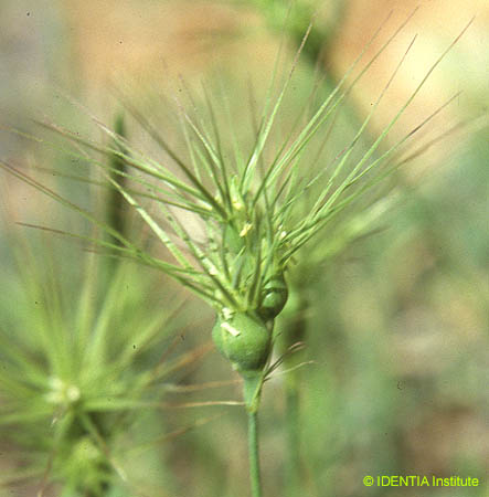 Aegilops geniculata