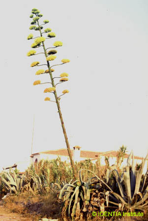 Agave americana