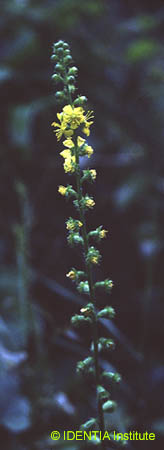 Agrimonia eupatoria
