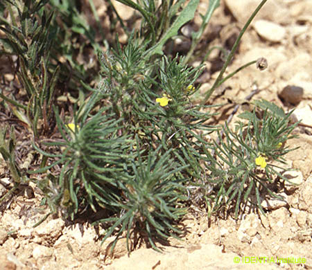 Ajuga chamaepitys chamaepitys