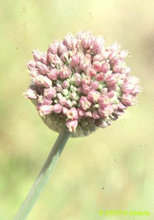 Allium ampeloprasum