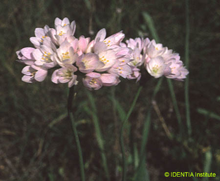 Allium roseum