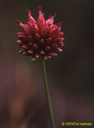 Allium sphaerocephalon