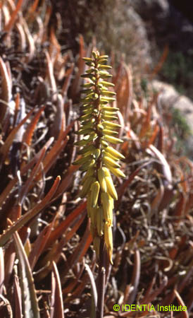 Aloe vera