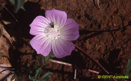Althaea hirsuta