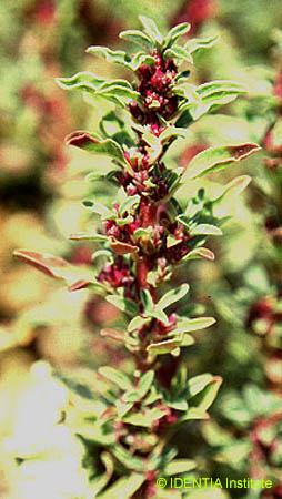 Amaranthus blitoides