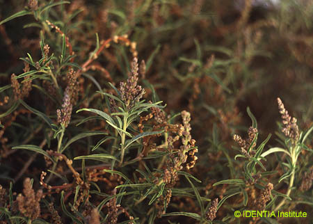 Amaranthus muricatus(2)