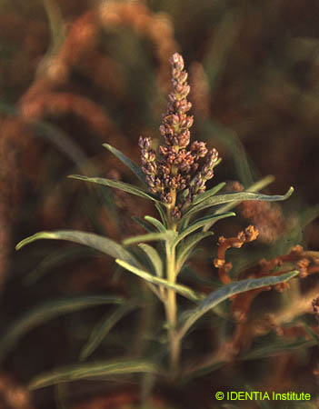 Amaranthus muricatus