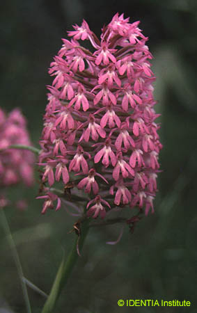 Anacamptis pyramidalis(2)