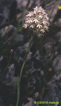 Anacamptis pyramidalis(3)