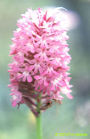 Anacamptis pyramidalis