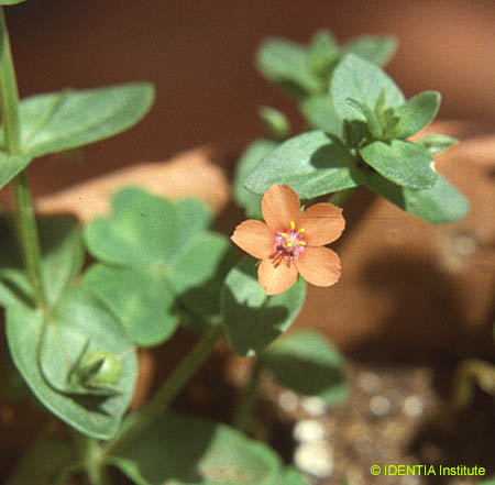 Anagallis arvensis