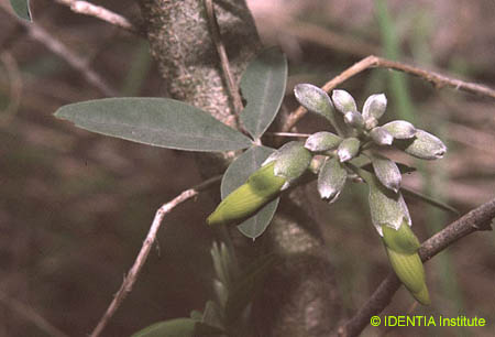 Anagyris foetida