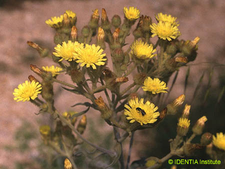 Andryala integrifolia