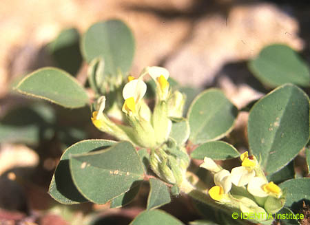 Anthyllis tetraphylla(2)