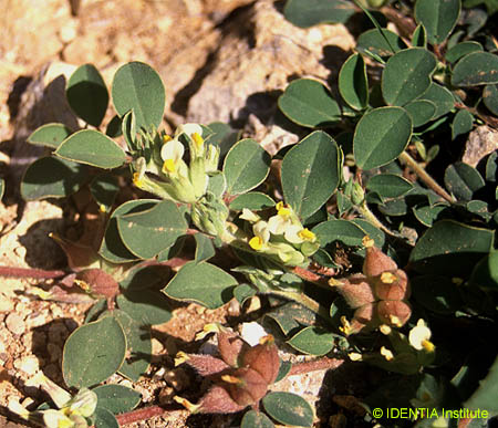 Anthyllis tetraphylla