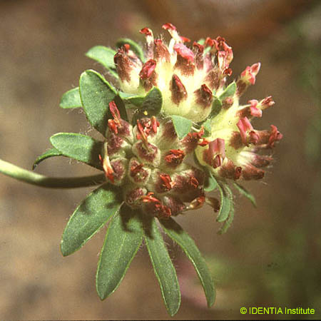 Anthyllis vulneraria(2)