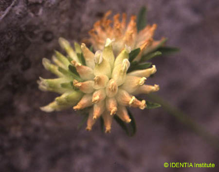 Anthyllis vulneraria