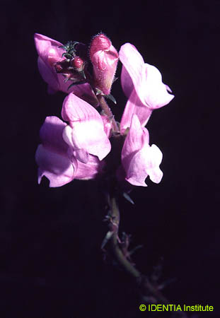 Antirrhinum barrelieri barrelieri(2)