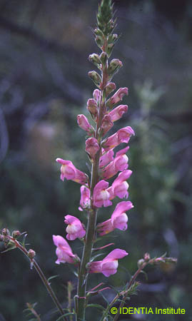 Antirrhinum barrelieri barrelieri