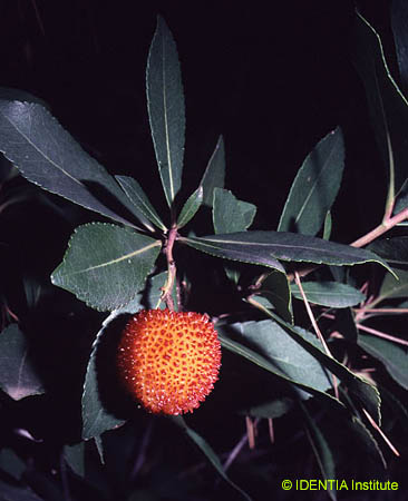 Arbutus unedo