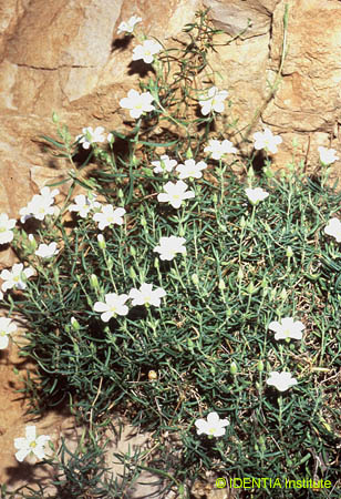 Arenaria montana intricata