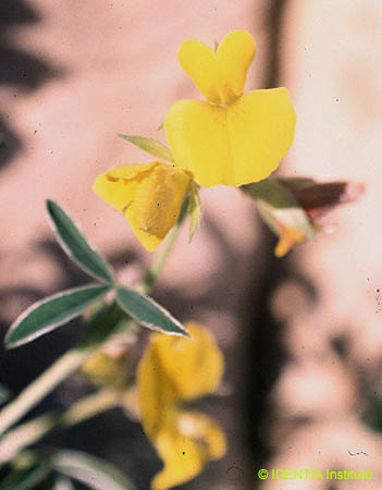 Argyrolobium zanonii(2)