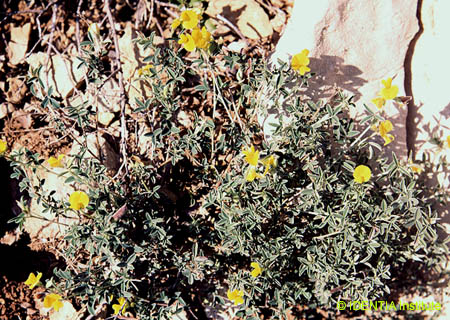 Argyrolobium zanonii