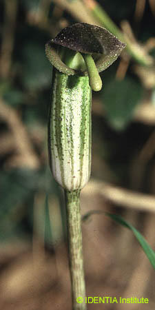 Arisarum vulgare vulgare