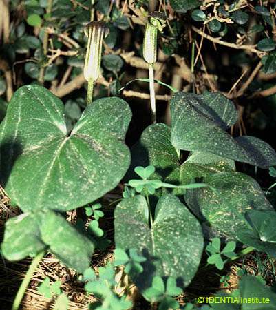Arisarum vulgare(2)