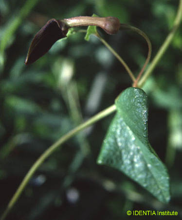 Aristolochia pistolochia