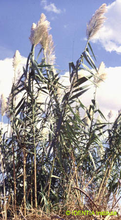 Arundo donax