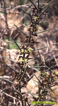Asparagus horridus(2)