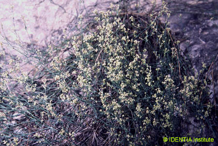 Asperula aristata(2)