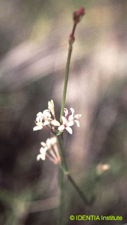 Asperula aristata