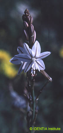 Asphodelus fistulosus