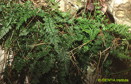 Asplenium fontanum(2)