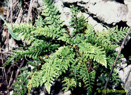 Asplenium fontanum