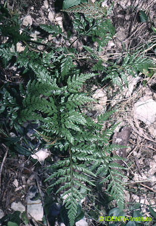 Asplenium onopteris