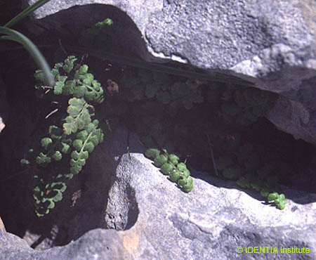 Asplenium petrarchae(2)