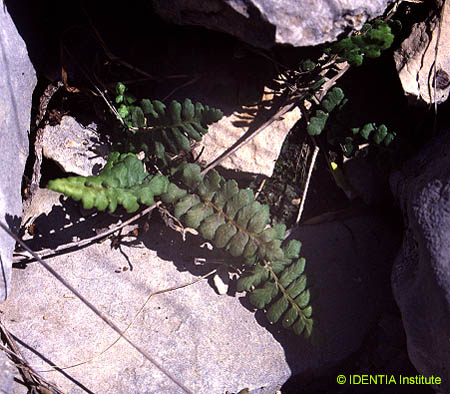 Asplenium petrarchae