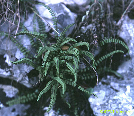 Asplenium trichomanes