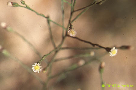 Aster squamatus