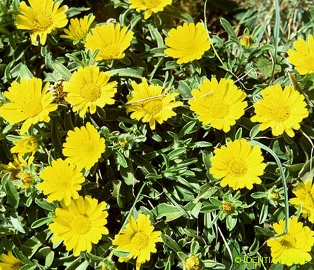 Asteriscus maritimus(3)