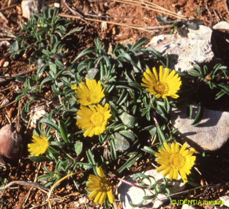 Asteriscus maritimus