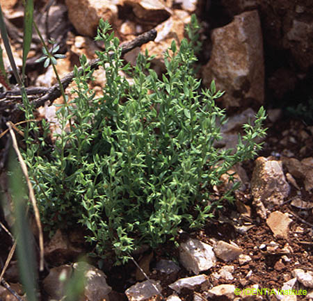 Asterolinon linum-stellatum