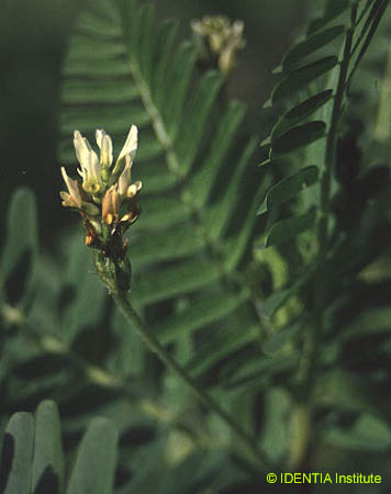 Astragalus boeticus(2)