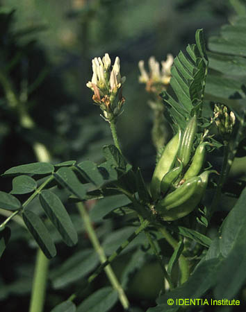 Astragalus boeticus(3)